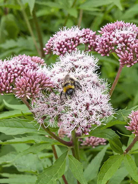 427068 - Hemp agrimony (Eupatorium cannabinum)