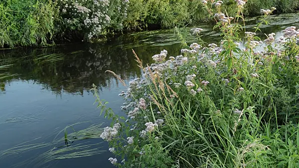 511047 - Hemp agrimony (Eupatorium cannabinum)