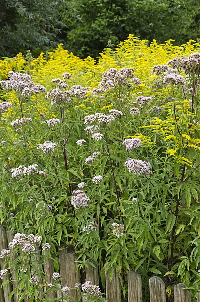 511160 - Hemp agrimony (Eupatorium cannabinum) and Canada goldenrod (Solidago canadensis)