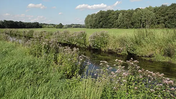 511069 - Hemp agrimony (Eupatorium cannabinum) at Erpe Brook, Erpetal Nature Reserve, Germany