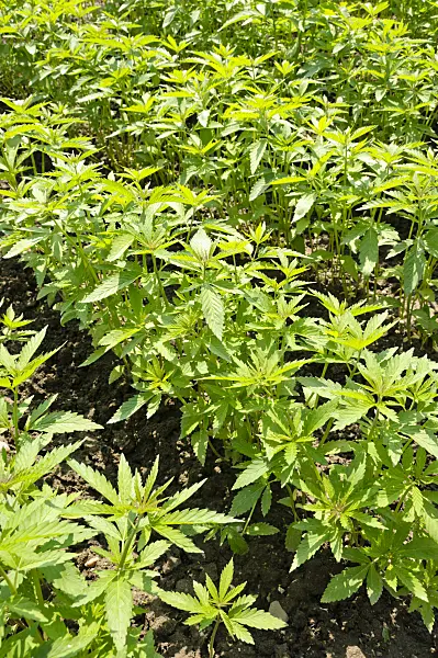 484282 - Hemp (Cannabis sativa)