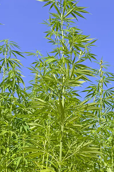535061 - Hemp (Cannabis sativa)