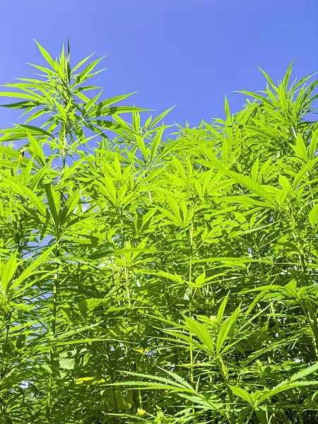 428219 - Hemp (Cannabis sativa var. sativa)