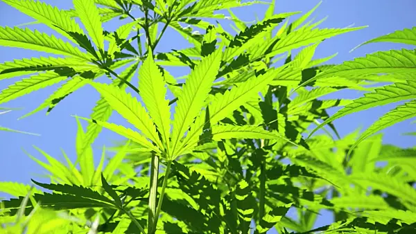 498045 - Hemp (Cannabis sativa var. sativa)