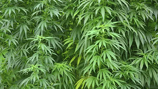 499033 - Hemp (Cannabis sativa var. sativa)