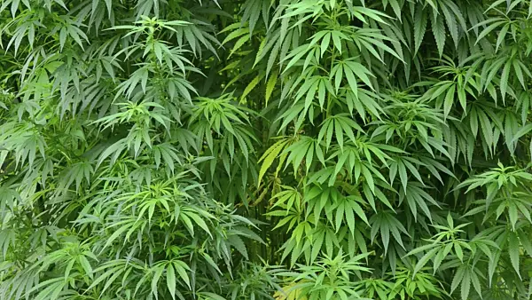 499034 - Hemp (Cannabis sativa var. sativa)