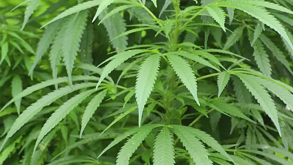 499037 - Hemp (Cannabis sativa var. sativa)