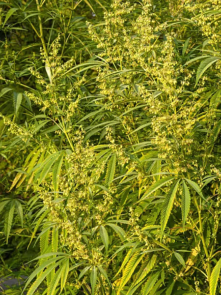 429130 - Hemp (Cannabis sativa var. spontanea)
