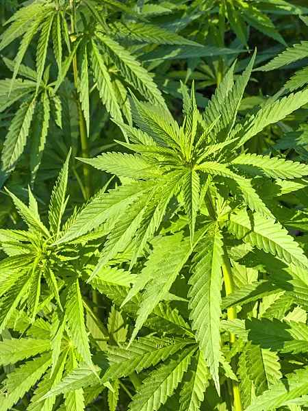 461134 - Hemp (Cannabis sativa var. spontanea)