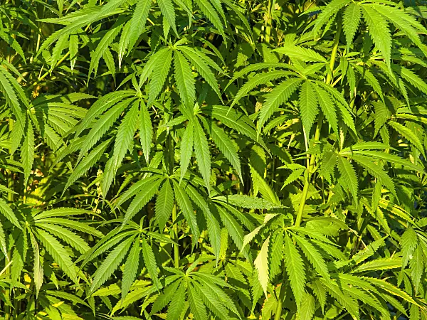 462187 - Hemp (Cannabis sativa var. spontanea)