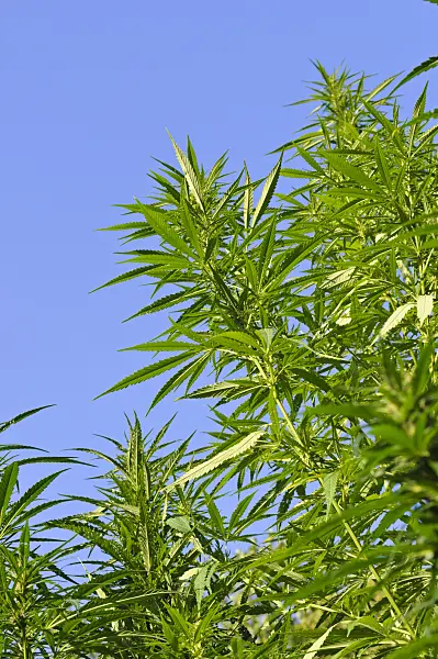 488017 - Hemp (Cannabis sativa var. spontanea)