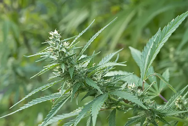 561063 - Hemp (Cannabis sativa var. spontanea) with female flowers