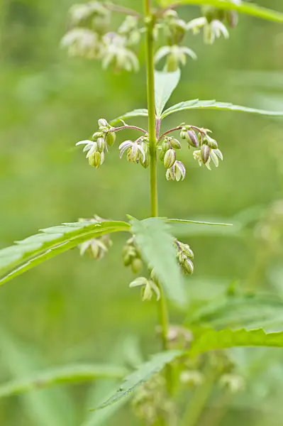 510184 - Hemp (Cannabis sativa var. spontanea) with male flowers