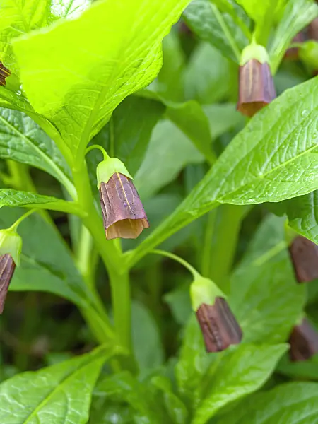 436227 - Henbane bell (Scopolia carniolica syn. Hyoscyamus scopolia)