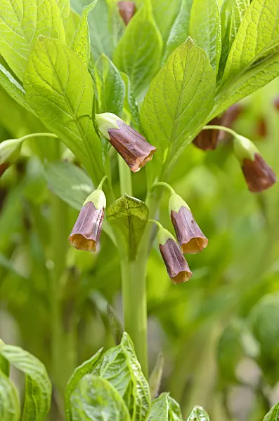 519048 - Henbane bell (Scopolia carniolica syn. Hyoscyamus scopolia)
