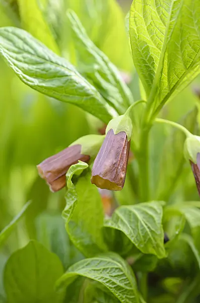 519049 - Henbane bell (Scopolia carniolica syn. Hyoscyamus scopolia)
