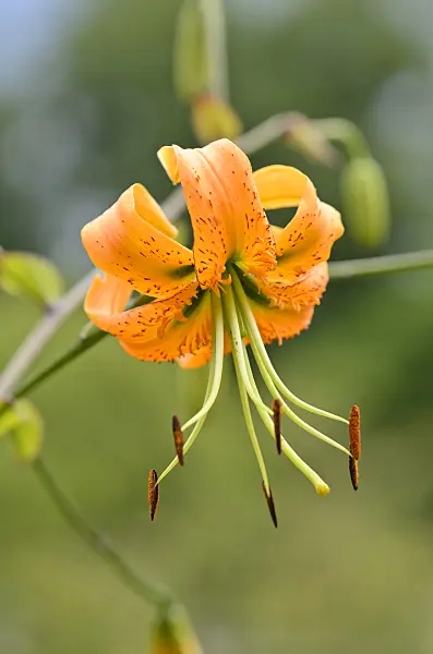 534281 - Henry's lily (Lilium henryi)