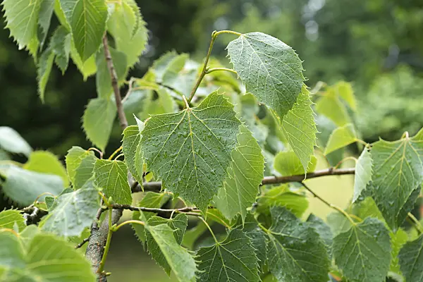 635165 - Henry's lime (Tilia henryana)