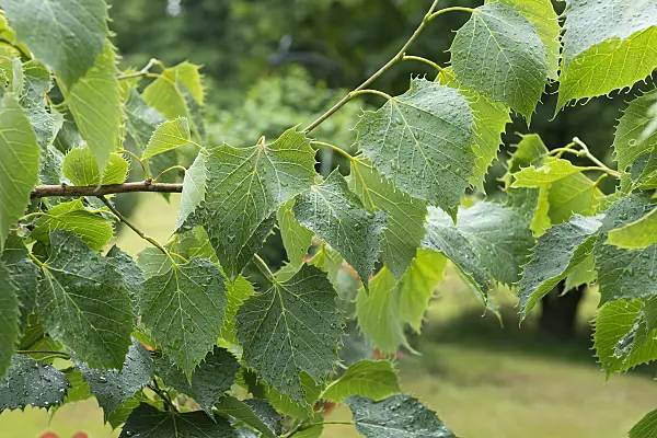 635166 - Henry's lime (Tilia henryana)