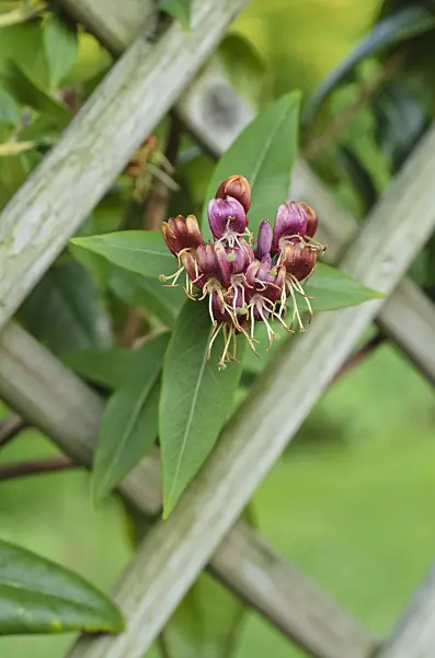 497049 - Henrys Heckenkirsche (Lonicera henryi)