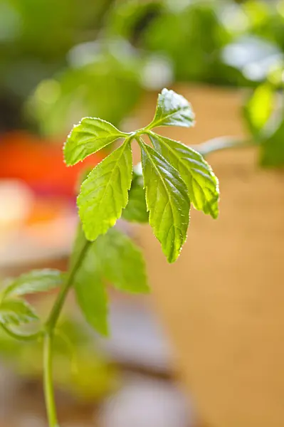 484224 - Herb of immortality (Gynostemma pentaphyllum)