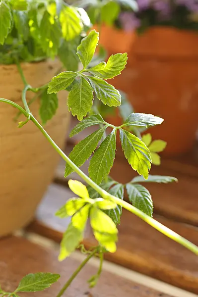484225 - Herb of immortality (Gynostemma pentaphyllum)