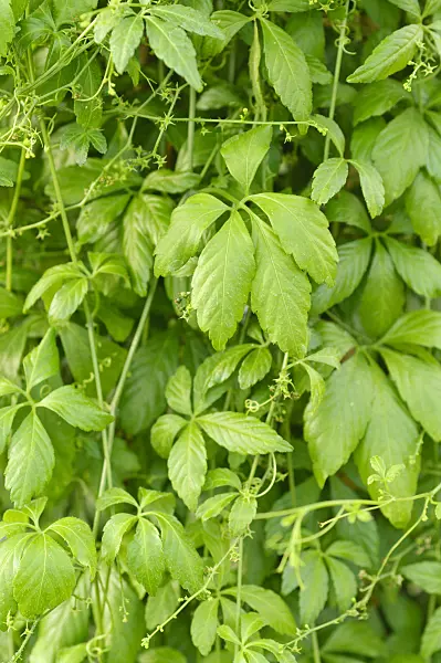 486157 - Herb of immortality (Gynostemma pentaphyllum)