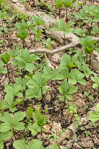507162 - Herb paris (Paris quadrifolia)