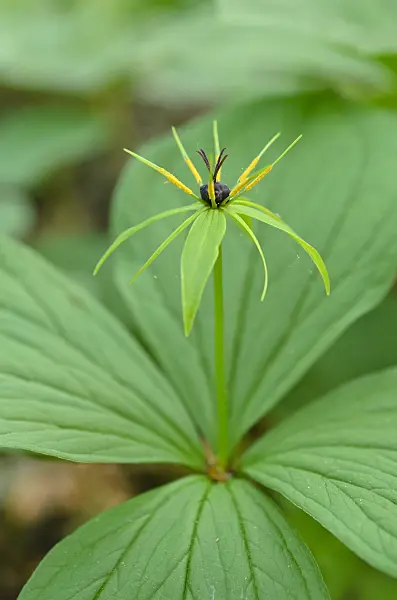 508001 - Herb paris (Paris quadrifolia)