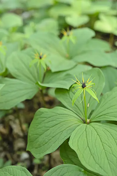 508002 - Herb paris (Paris quadrifolia)