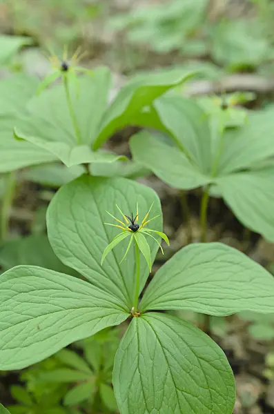 508003 - Herb paris (Paris quadrifolia)
