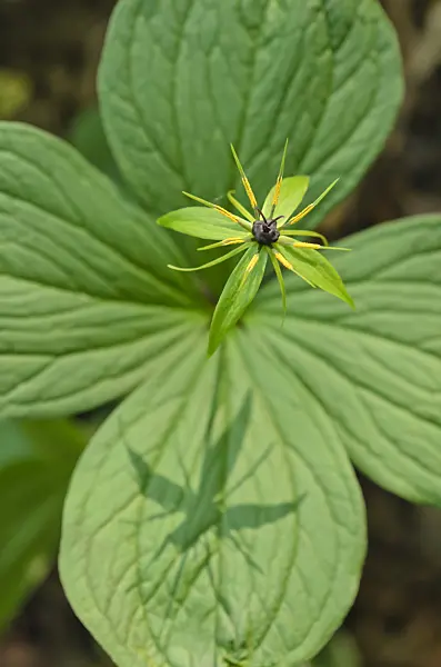 508005 - Herb paris (Paris quadrifolia)