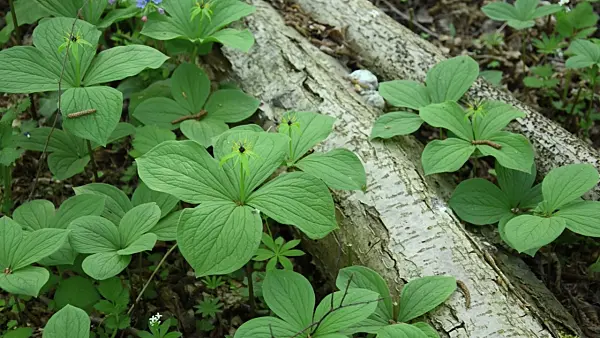 508010 - Herb paris (Paris quadrifolia)