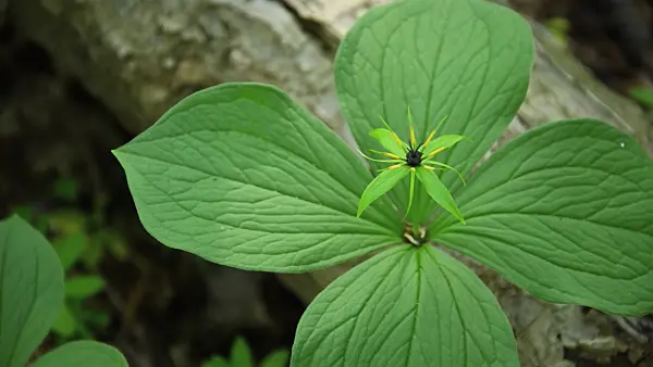 508011 - Herb paris (Paris quadrifolia)