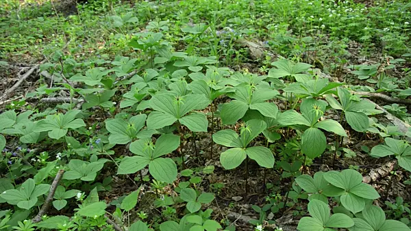 508012 - Herb paris (Paris quadrifolia)
