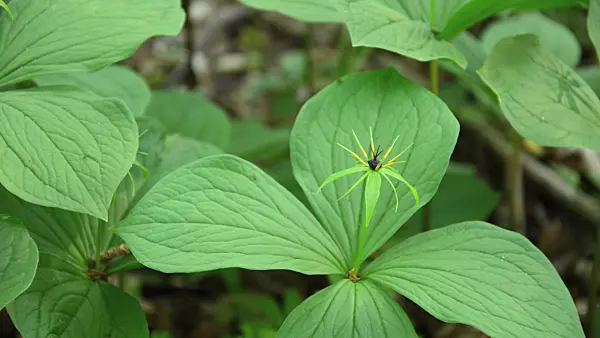 508013 - Herb paris (Paris quadrifolia)