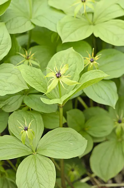 531150 - Herb paris (Paris quadrifolia)