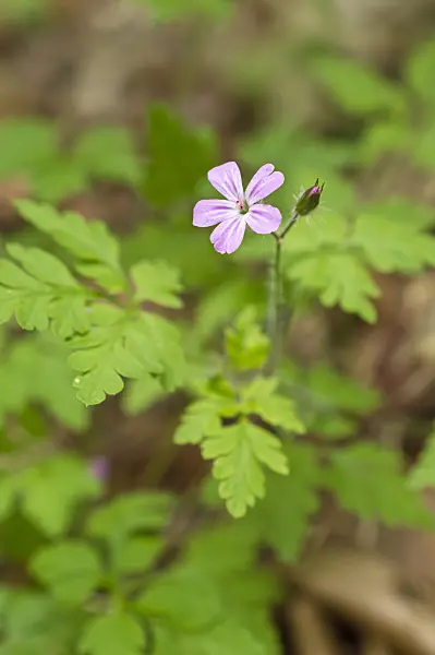 509101 - Herb robert (Geranium robertianum)