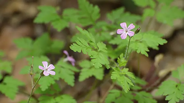 509104 - Herb robert (Geranium robertianum)