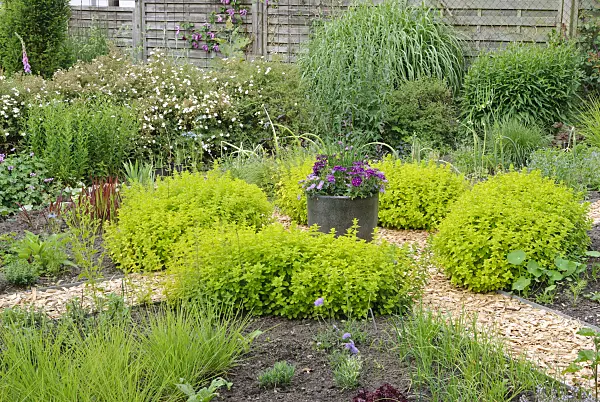 518033 - Herbal garden