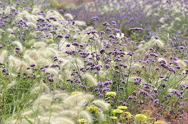 536134 - Herbe aux écouvillons (Pennisetum villosum) et verveine de Buenos Aires (Verbena bonariensis)