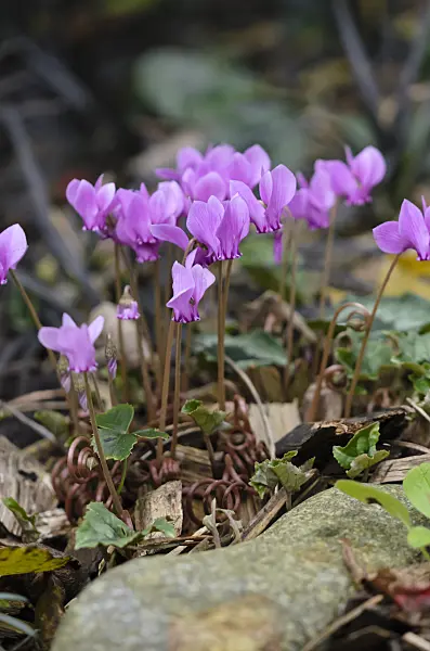 524187 - Herbstalpenveilchen (Cyclamen hederifolium syn. Cyclamen neapolitanum)