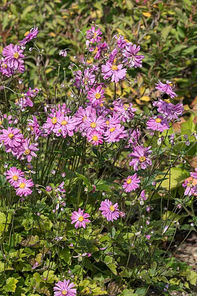 675009 - Herbstanemone (Anemone hupehensis var. japonica 'Bressingham Glow')