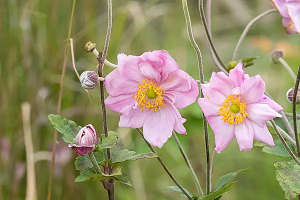 675012 - Herbstanemone (Anemone hupehensis var. japonica 'Königin Charlotte')