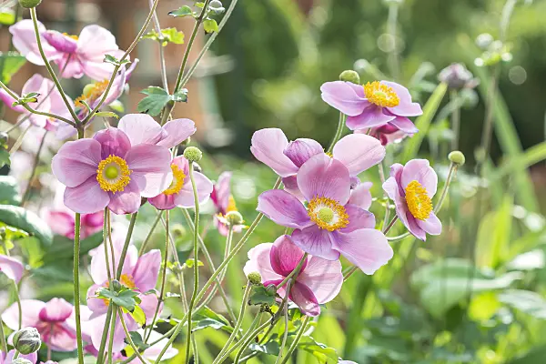 651062 - Herbstanemone (Anemone hupehensis var. japonica 'Splendens')
