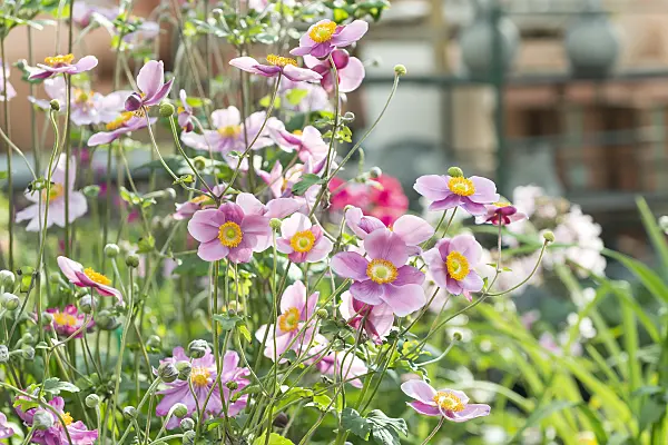 651064 - Herbstanemone (Anemone hupehensis var. japonica 'Splendens')