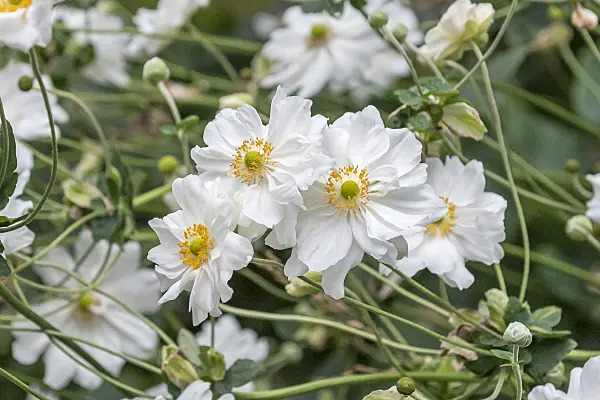 651070 - Herbstanemone (Anemone hupehensis var. japonica 'Whirlwind')