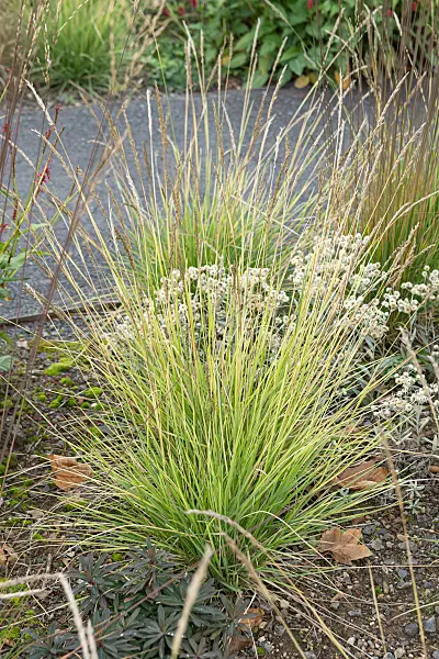 675372 - Herbstblaugras (Sesleria autumnalis)