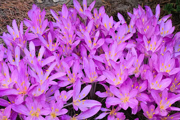 672053 - Herbstzeitlose (Colchicum autumnale)