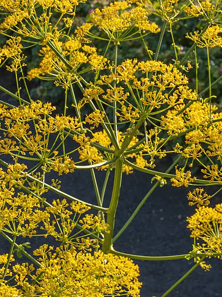 403050 - Hercules all heal (Opopanax chironium)